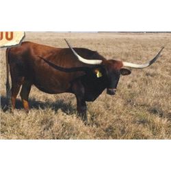 JTW DULEE DE LECHE 6