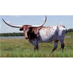 DRAGAR’S FOXIE EOT 173