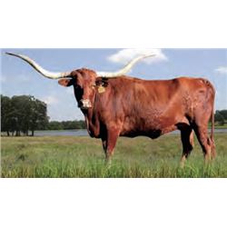 SHAMROCK LAY BACK GAL