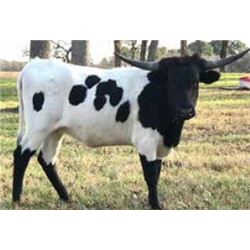 AF RANGERS CLASSY LADY