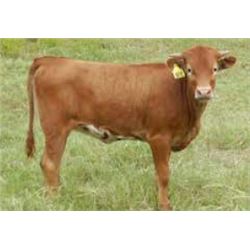 ZD JAM’N LIL’ MEASLES