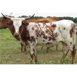 SNICKERDOODLE COWGIRL CPL