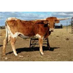 DNA QUANTUM’S DEER