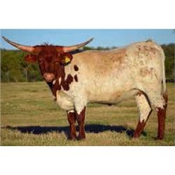 SR 007’S GOLDEN GIRL 555