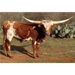 BRR CASANOVA’S BEST