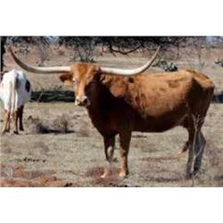 NELTAM JAMAICAN ME HAPPY