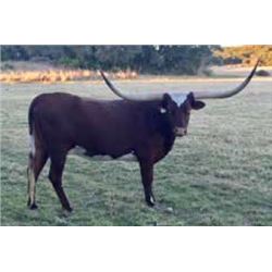 JMR MOUNTAIN BELLE 4/3