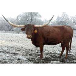 ALLENS MAGICAL TOUCH