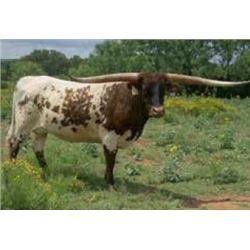 LAZY J’S CALAMITY JANE