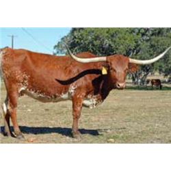 SR HABANERO’S KAHLUA