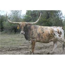 RUTLEDGES EYE CATCHER