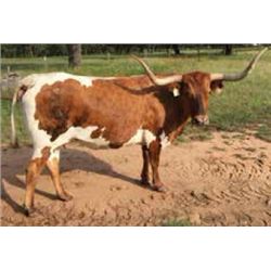 WINDSONG’S SWEET PEA