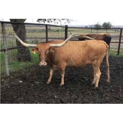 RUTLEDGE’S RED LADY