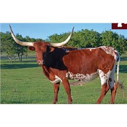 SR MADDEN’S SABINA 383