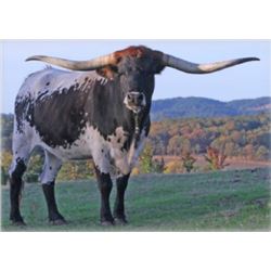 ST CONCEALED SURPRISE