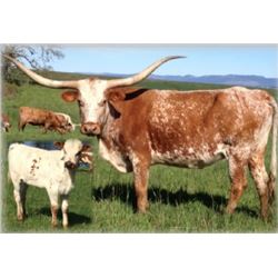 ZD ROCKS TWISTED SISTER