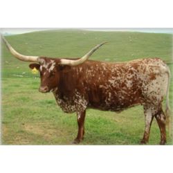 SEBASTIAN’S FANCY CB