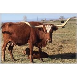 ECR JULIO’S CINNAMON