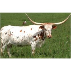 BEERE’S MOONDANCER