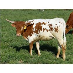 SUB-CR QUEEN'S ARROW