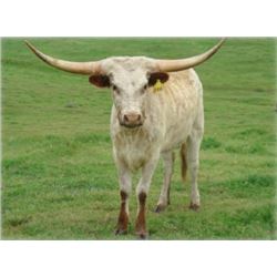 COMMANDER’S ROSLAND 544