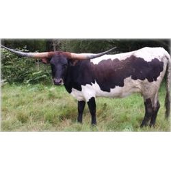 EJ’S RIO GRAND PRINCESS