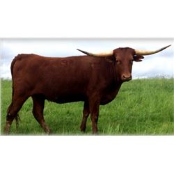 BOLERO’S NORTHCUTT