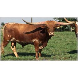 SEMEN LOT: PACIFIC COWBOY 40
