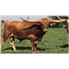 Image 1 : SEMEN LOT: PACIFIC COWBOY 40