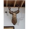 Image 1 : MULE DEER BUCK MOUNT