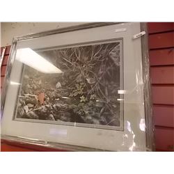 FRAMED LIMITED EDITION PRINT - TERRITORIAL DISPUTE - WRENS - ALAN HUNT - ESTIMATED GALLERY PRICE $