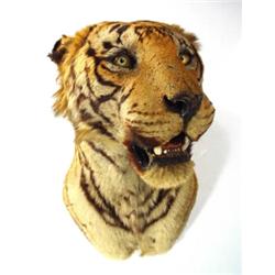 Wall mounted stuffed tiger's head with open…