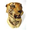 Image 1 : Wall mounted stuffed tiger's head with open…