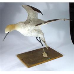 Stuffed gannet in mid flight, 70cm high…