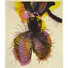 Image 1 : Olwen Jones 'Micro Form 1', artist's proof,…