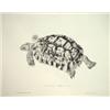 Image 1 : Edward Lear 'Tortoise 2', framed print, 37c…