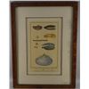 Image 1 : HAND COLORED SHELL IDENTIFICATION