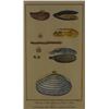 Image 2 : HAND COLORED SHELL IDENTIFICATION