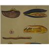 Image 3 : HAND COLORED SHELL IDENTIFICATION