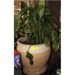 LIVE PLANT IN LARGE ROUND POT