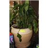 Image 1 : LIVE PLANT IN LARGE ROUND POT