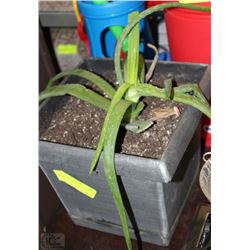 LIVE ALOE VERA PLANT IN SMALL SQUARE POT