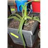 Image 1 : LIVE ALOE VERA PLANT IN SMALL SQUARE POT