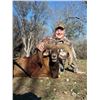 Image 4 : 2 Days Ram & Hog Hunt in Hondo, Texas for 2 Hunters.