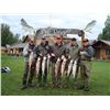Image 4 : 6 Days / 5 Nights Fully Guided Salmon Fishing Trip for 1 Angler at McDougall Lodge, Lake Creek, Alas