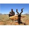 Image 2 : 6 Days Plains Game Hunt for 2 Hunters and 2 Non-hunters in South Africa