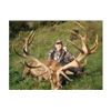 Image 3 : 3 Day Red Stag Hunt in New Zealand for 1 Hunter.