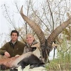 4 Days Ibex or Spanish Red Stag or Fallow Deer and/or Mouflon Hunt in Spain for 1 Hunter and 1 Non-h