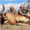 Image 2 : 10 Days 1 Red Hartebeest & 1 Common Springbuck Hunt in South Africa for 2 Hunters.