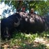 Image 1 : 5 Days Water Buffalo Hunt in Argentina for 1 Hunter.